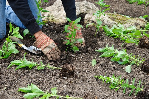 Garden maintenance crew pruning shrubs